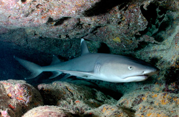 nwhi-shark
