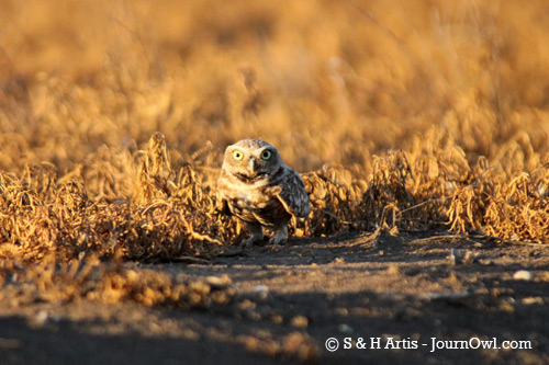crouching_owl-sartis2010 crouching_owl-sartis2010