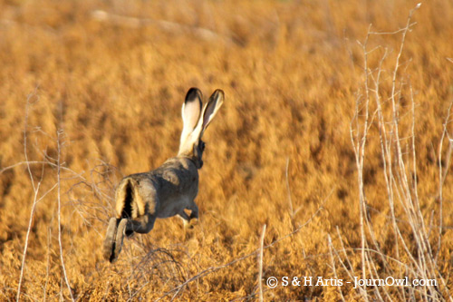 jackrabbit-sartis2010 jackrabbit-sartis2010
