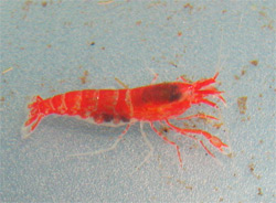 redshrimp