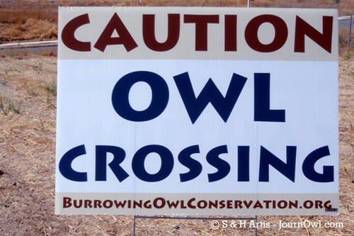 OWLCSI-9_Artis