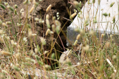 burrow_mariposa