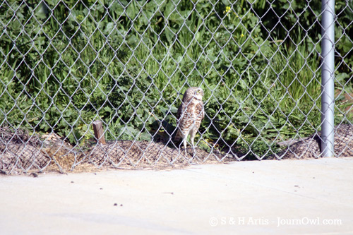 mariposa_fence