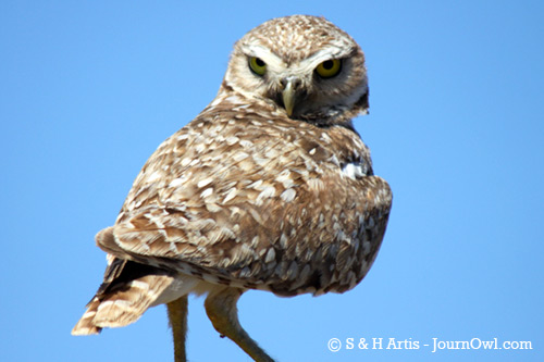 buow_stinkeye_Artis2011