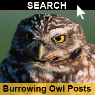 Search Burrowing Owl Posts