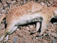 7_2_ground_squirrel