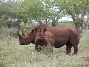 Black_rhino_with_calf_male